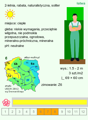 wymagania uprawowe Verbascum olympicum (dziewanna olimpijska)