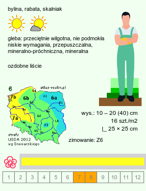 wymagania uprawowe Phedimus takesimensis (rozchodnik koreański)