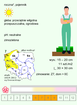 wymagania uprawowe Rhodanthemum (rodantemum)