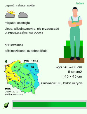 wymagania uprawowe Dryopteris sichotensis