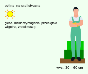 wymagania uprawowe Eryngium amethystinum (mikołajek ametystowy)