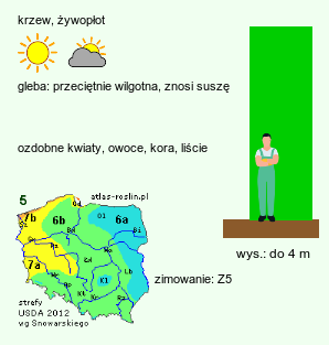 wymagania uprawowe Prunus ×blireana (śliwa blerejska)