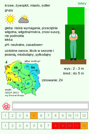 wymagania uprawowe Physocarpus amurensis (pęcherznica amurska)