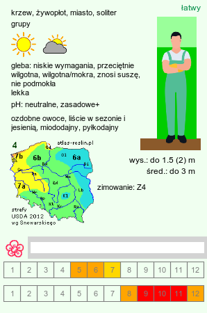 wymagania uprawowe Physocarpus intermedius (pęcherznica pośrednia)