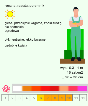 wymagania uprawowe Arctotis (chropicha)