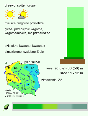 wymagania uprawowe Picea obovata (świerk syberyjski)