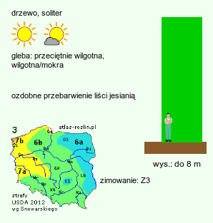 wymagania uprawowe ×Amelasorbus raciborskiana (świdojarząb Raciborskiego)