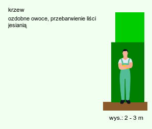 wymagania uprawowe Euonymus clivicola