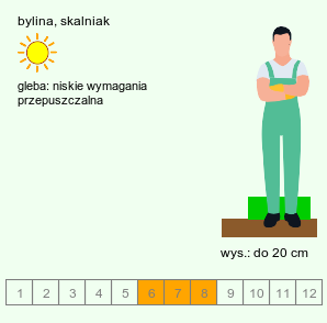 wymagania uprawowe Leontopodium souliei