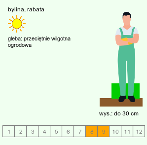 wymagania uprawowe Chloranthus serratus (zielonokwiat japoński)