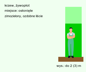 wymagania uprawowe Ilex maximowicziana (ostrokrzew Maksymowicza)