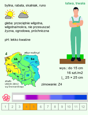 wymagania uprawowe Viola sororia (fiołek motylkowaty)