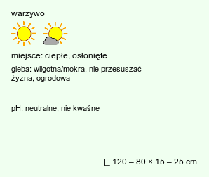 wymagania uprawowe Cucumis sativus (ogórek siewny)