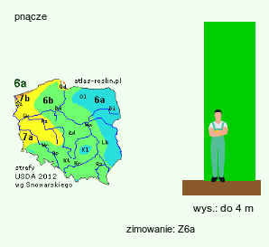 wymagania uprawowe Thladiantha dubia (ziemniaczka sercowata)