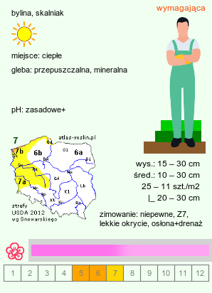 wymagania uprawowe Aethionema armenum (skrzydlinka armeńska)