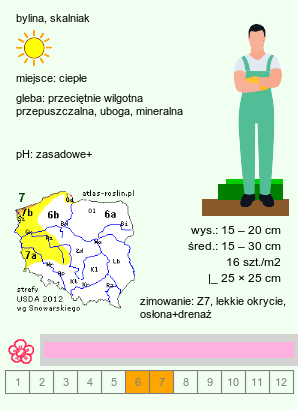 wymagania uprawowe Aethionema grandiflorum (skrzydlinka wielkokwiatowa)