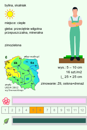 wymagania uprawowe Noccaea germanii (skrzydlinka okrągłolistna)