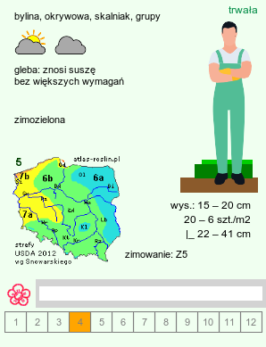 wymagania uprawowe Arabis procurrens (gęsiówka wczesna)