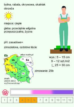 wymagania uprawowe Aubrieta deltoidea (żagwin zwyczajny)