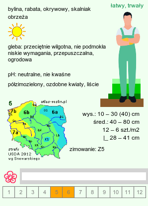 wymagania uprawowe Iberis sempervirens (ubiorek wiecznie zielony)
