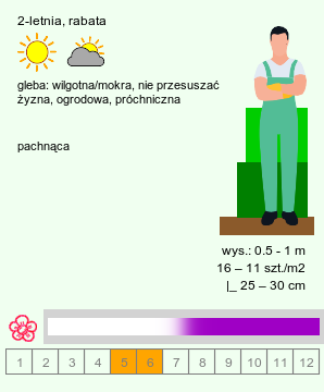 wymagania uprawowe Lunaria annua (miesiącznica roczna)