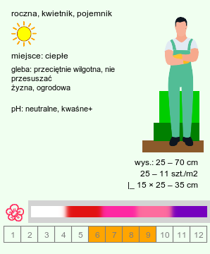 wymagania uprawowe Matthiola incana (lewkonia letnia)