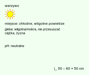 wymagania uprawowe Brassica oleracea var. capitata (kapusta warzywna głowiasta)