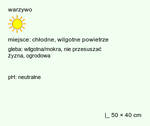 wymagania uprawowe Brassica oleracea var. botrytis (kapusta warzywna kalafior)