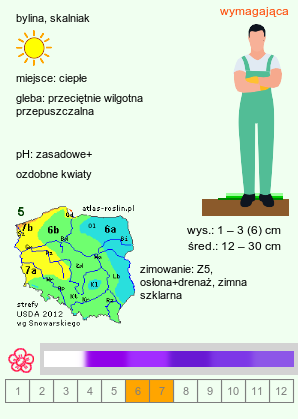 wymagania uprawowe Edraianthus pumilio (dzwonczyn karłowaty)