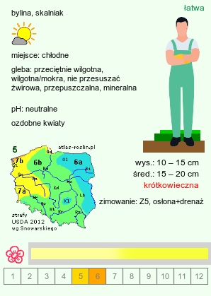 wymagania uprawowe Erigeron aureus (przymiotno złociste)