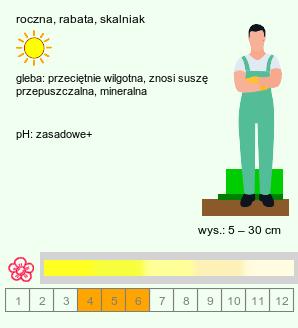 wymagania uprawowe Alyssum (smagliczka)