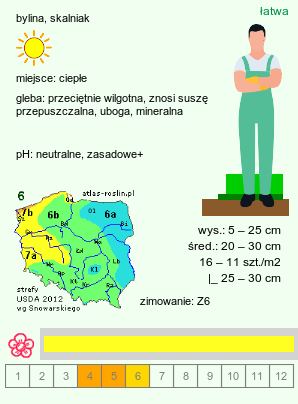 wymagania uprawowe Alyssum montanum (smagliczka pagórkowa)