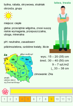 wymagania uprawowe Aurinia saxatilis ssp. saxatilis (smagliczka skalna)