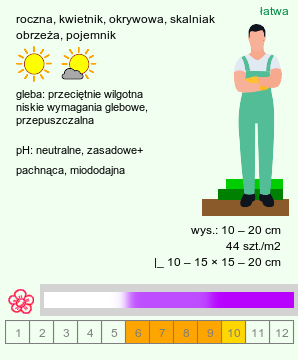 wymagania uprawowe Lobularia maritima (lobularia nadmorska)