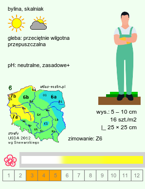 wymagania uprawowe Draba (głodek)