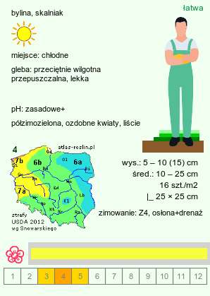 wymagania uprawowe Draba aizoides (głodek mrzygłód)