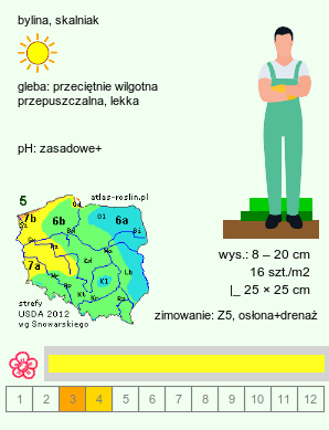 wymagania uprawowe Draba lasiocarpa (głodek kosmaty)