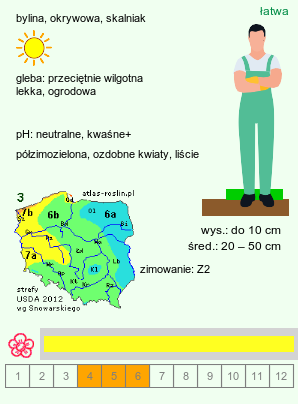 wymagania uprawowe Draba sibirica (głodek syberyjski)