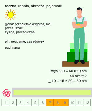 wymagania uprawowe Reseda odorata (rezeda wonna)