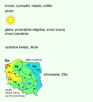 wymagania uprawowe Tamarix ramosissima (tamaryszek rozgałęziony)