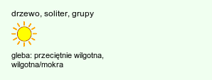 wymagania uprawowe Populus nigra cv. Italica (topola włoska)