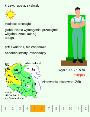 wymagania uprawowe Cytisus (szczodrzeniec)