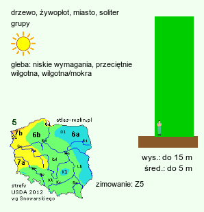 wymagania uprawowe Populus simonii (topola chińska)