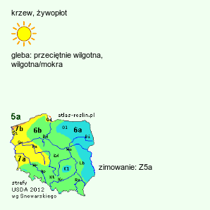 wymagania uprawowe Salix eleagnos (wierzba siwa)