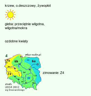 wymagania uprawowe Salix caprea (wierzba iwa)