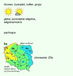 wymagania uprawowe Tilia (lipa)