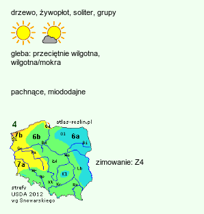 wymagania uprawowe Tilia cordata (lipa drobnolistna)