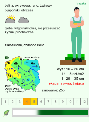 wymagania uprawowe Pachysandra terminalis (runianka japońska)