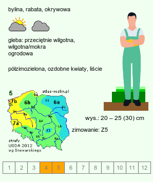 wymagania uprawowe Pachysandra procumbens (runianka rozesłana)