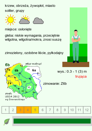 wymagania uprawowe Buxus sempervirens (bukszpan wieczniezielony)